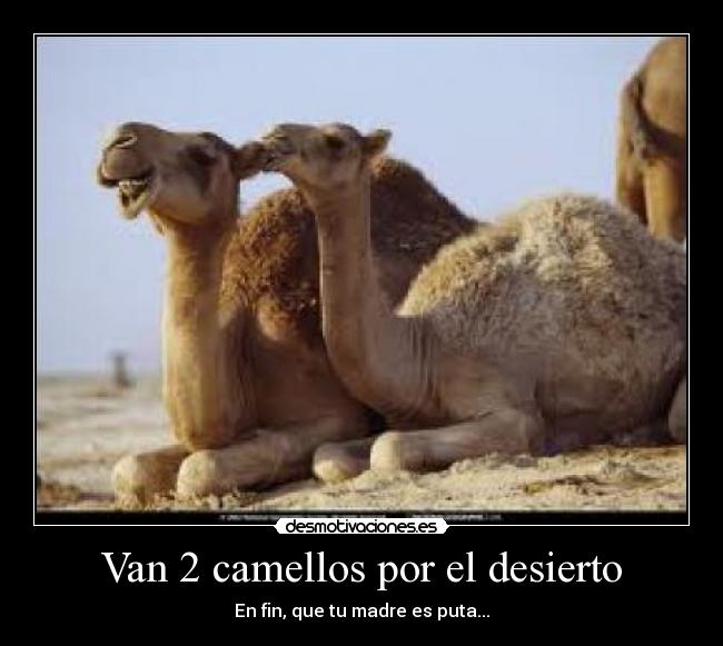 Van 2 camellos por el desierto - 