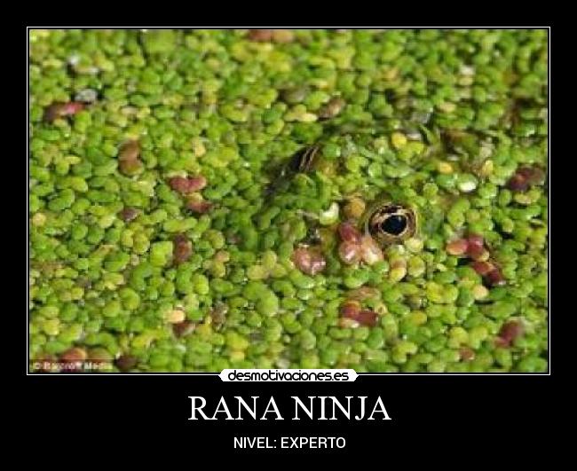 RANA NINJA - NIVEL: EXPERTO