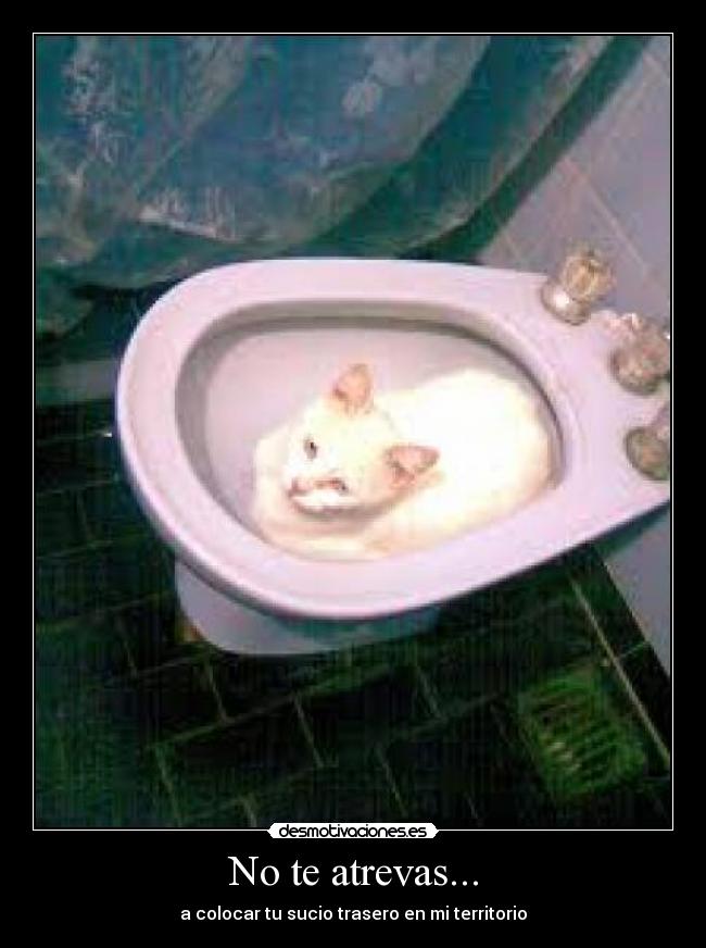 No te atrevas... - a colocar tu sucio trasero en mi territorio