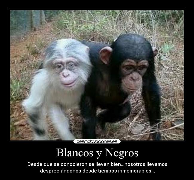 Blancos y Negros - Desde que se conocieron se llevan bien...nosotros llevamos
despreciándonos desde tiempos inmemorables...