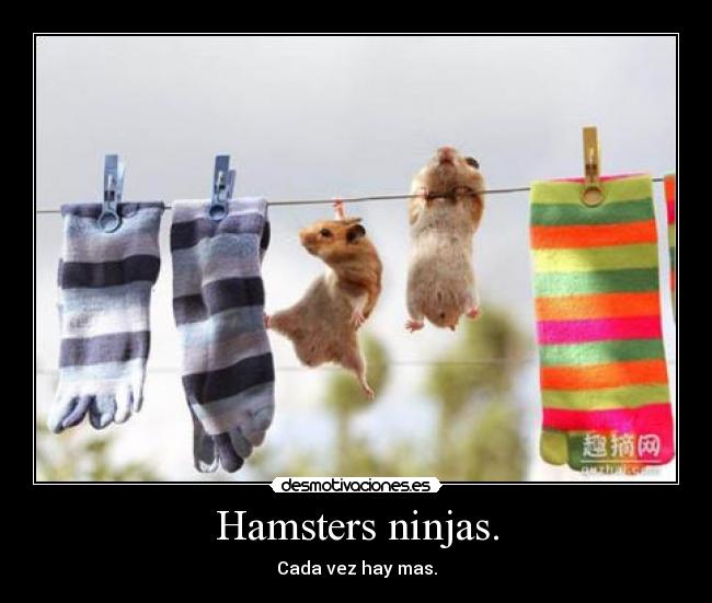 Hamsters ninjas. -