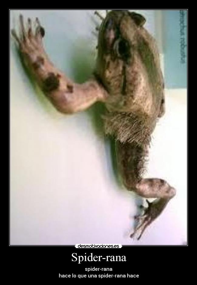 Spider-rana - 