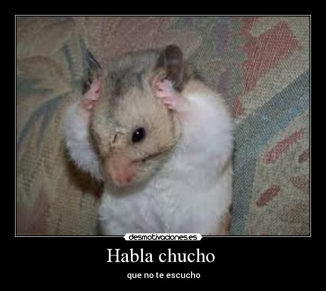 Habla chucho -