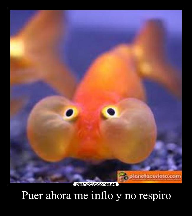 Puer ahora me inflo y no respiro - 