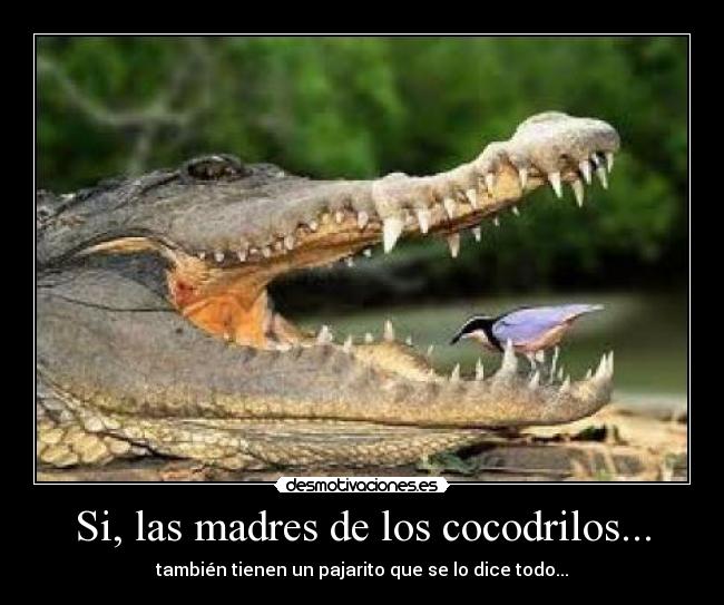 Si, las madres de los cocodrilos... - también tienen un pajarito que se lo dice todo...