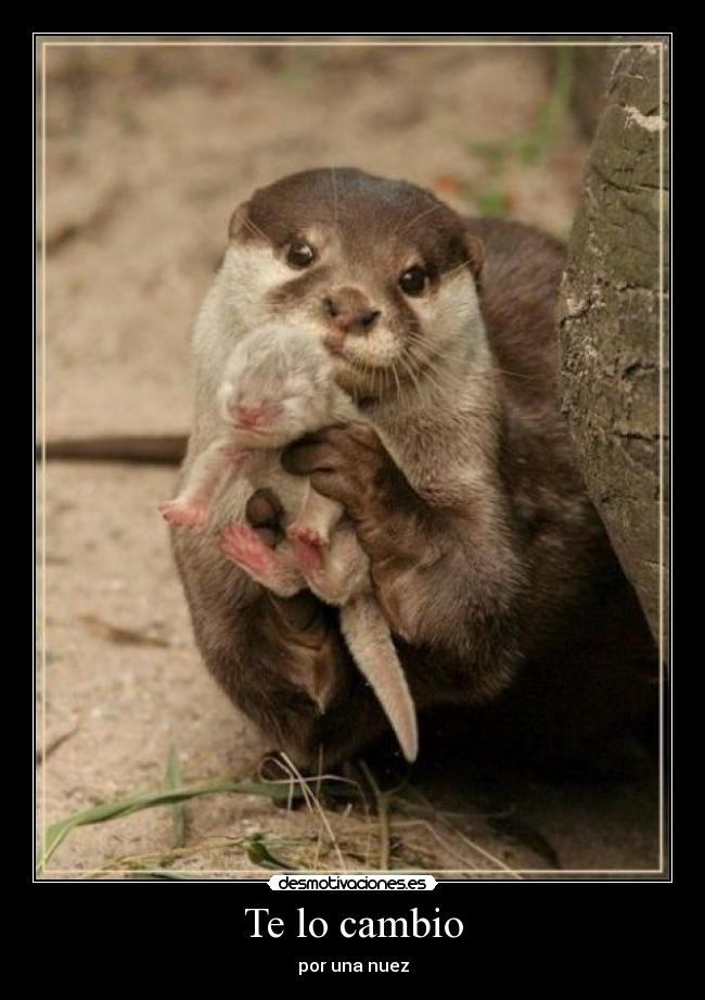 Te lo cambio - por una nuez