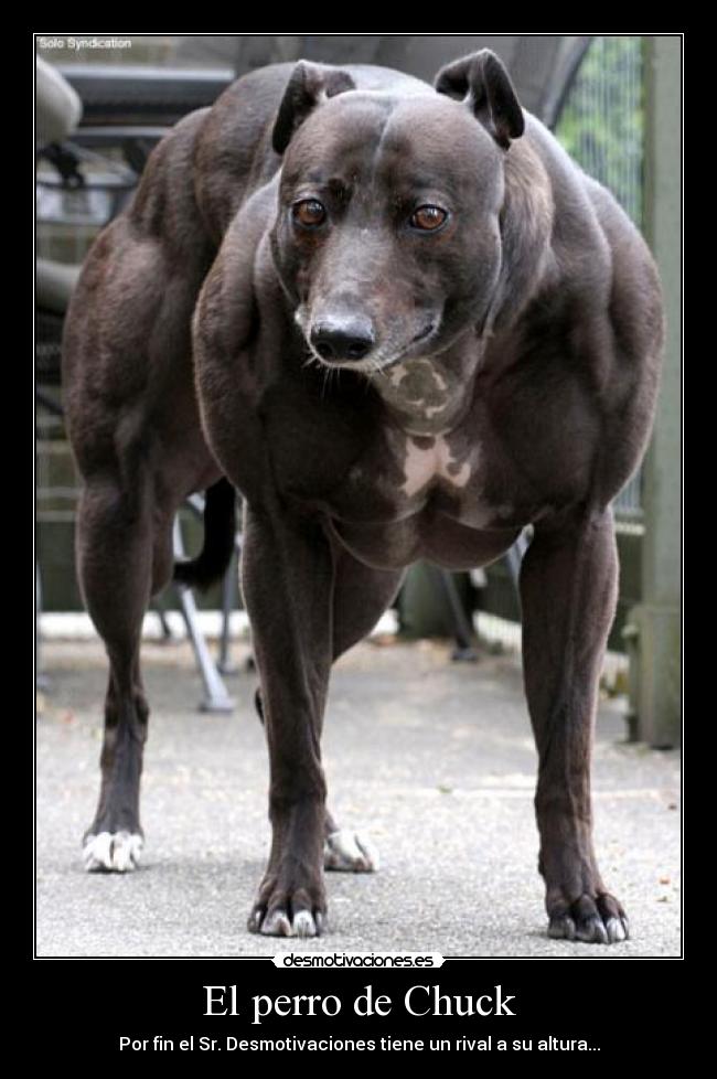 El perro de Chuck - Por fin el Sr. Desmotivaciones tiene un rival a su altura...