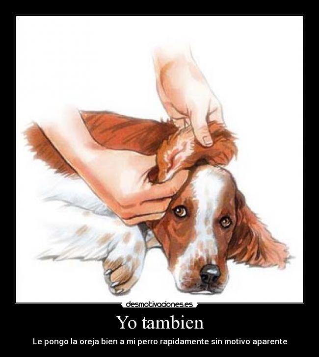 Yo tambien - Le pongo la oreja bien a mi perro rapidamente sin motivo aparente