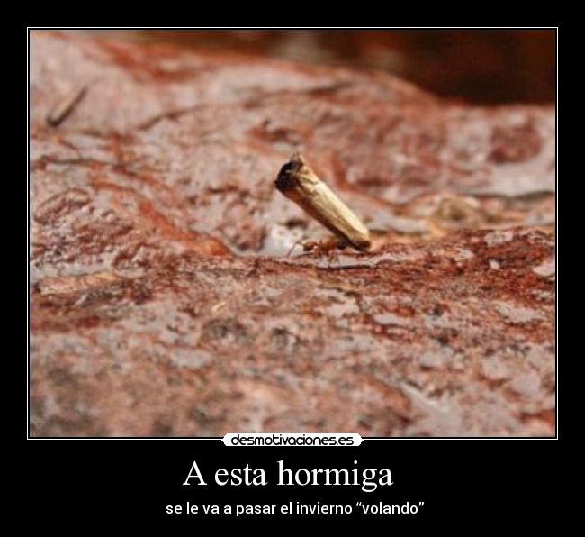 A esta hormiga  - 