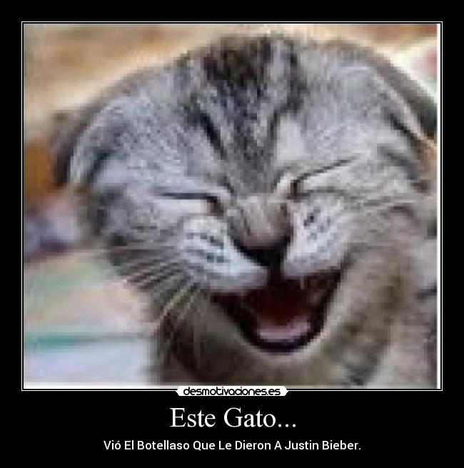 Este Gato... - 