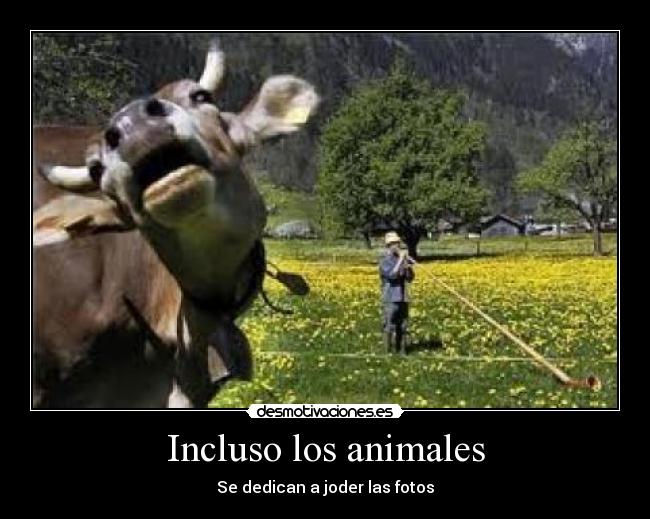 Incluso los animales - Se dedican a joder las fotos