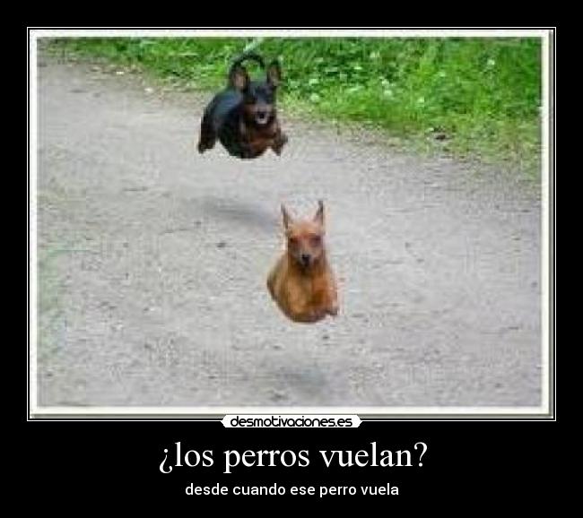 ¿los perros vuelan? -
