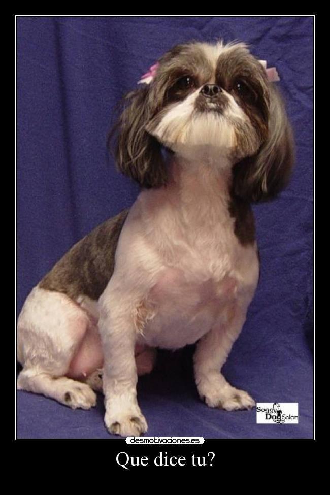 carteles animales desmotivaciones