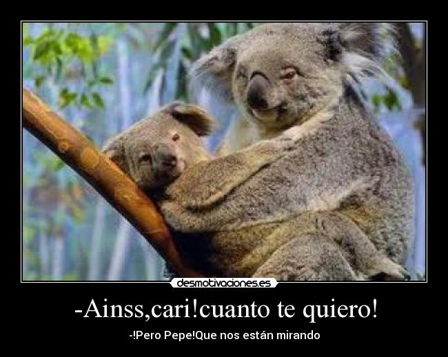 carteles koalas desmotivaciones