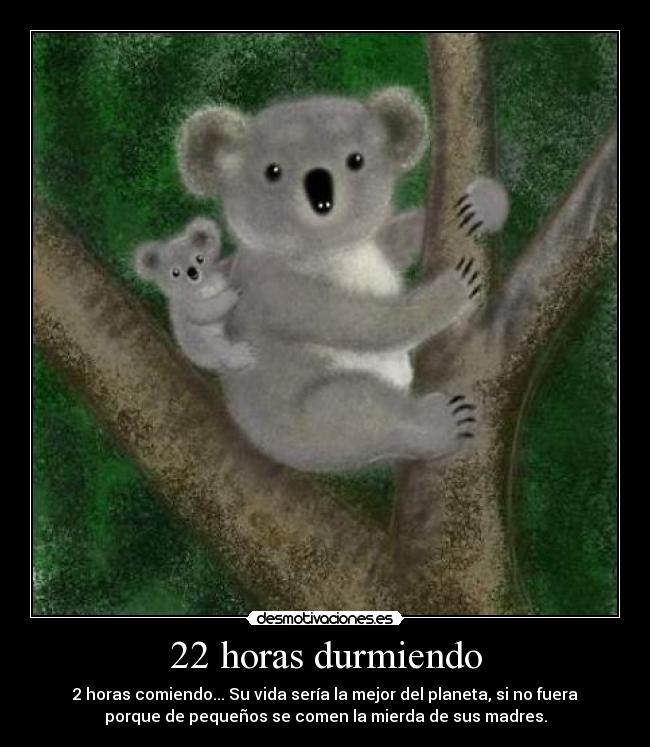 22 horas durmiendo - 2 horas comiendo... Su vida sería la mejor del planeta, si no fuera
porque de pequeños se comen la mierda de sus madres.