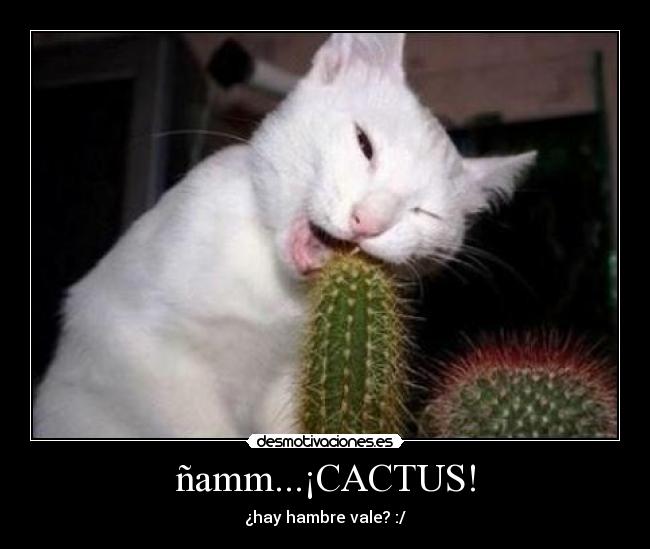 ñamm...¡CACTUS! - ¿hay hambre vale? :/