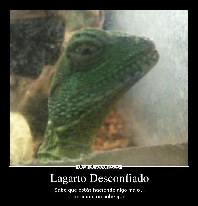 Lagarto Desconfiado - Sabe que estás haciendo algo malo ...
pero aún no sabe qué