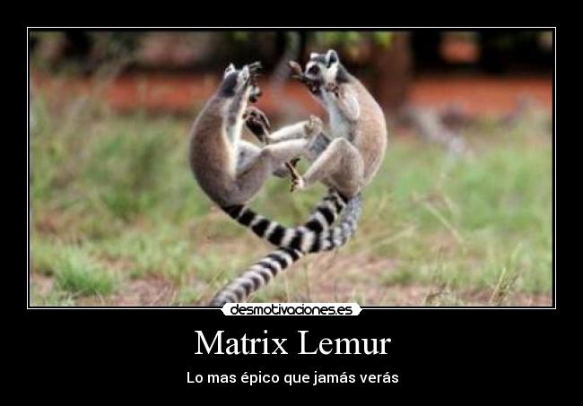 carteles pakintosh lemur matrix epico desmotivaciones