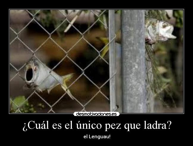 carteles pez pescao ladra tuenti facebook primero risa curioso jaja lenguado desmotivaciones