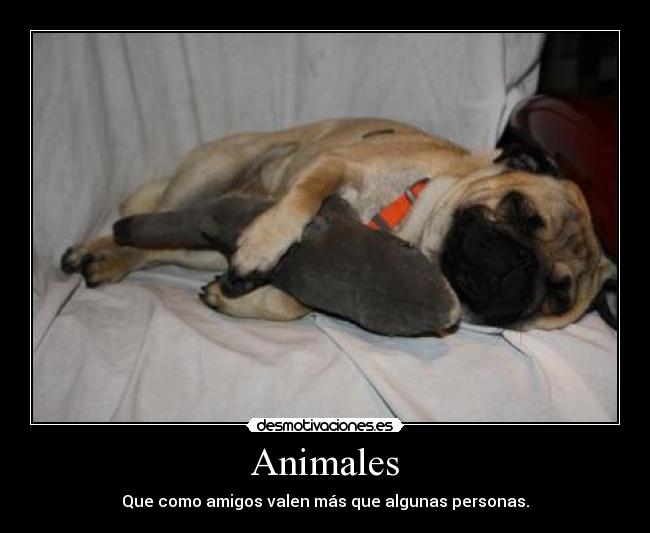 Animales - Que como amigos valen más que algunas personas.