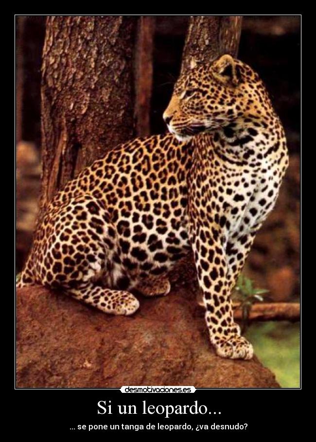 Si un leopardo... - ... se pone un tanga de leopardo, ¿va desnudo?