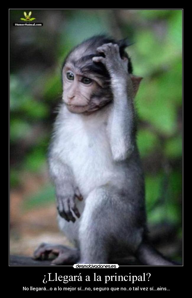 ¿Llegará a la principal? -