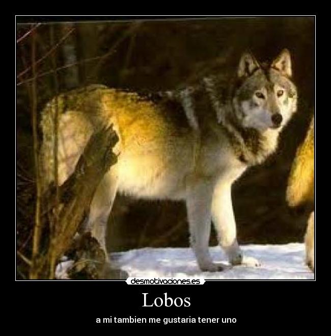 Lobos - a mi tambien me gustaria tener uno