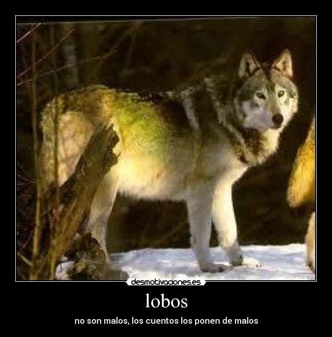 lobos - no son malos, los cuentos los ponen de malos