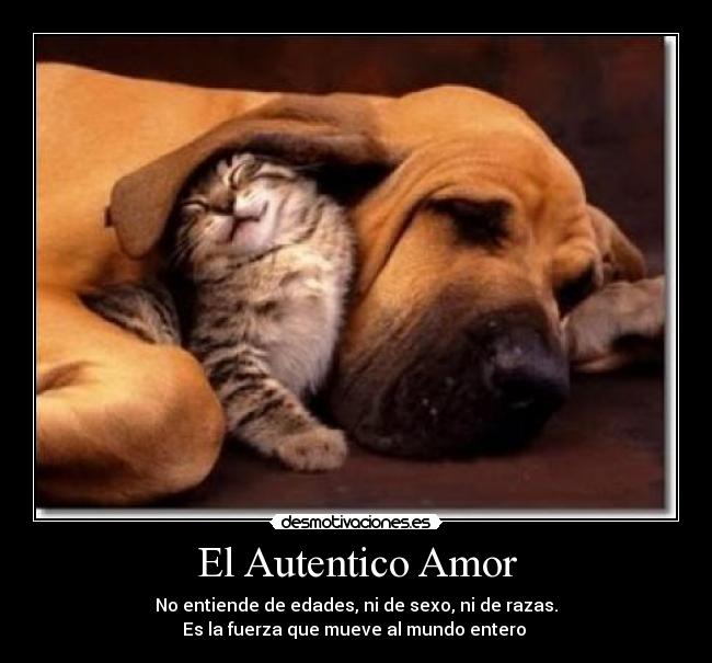 El Autentico Amor - No entiende de edades, ni de sexo, ni de razas.
Es la fuerza que mueve al mundo entero
