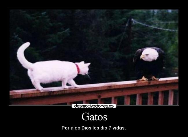 Gatos - Por algo Dios les dio 7 vidas.