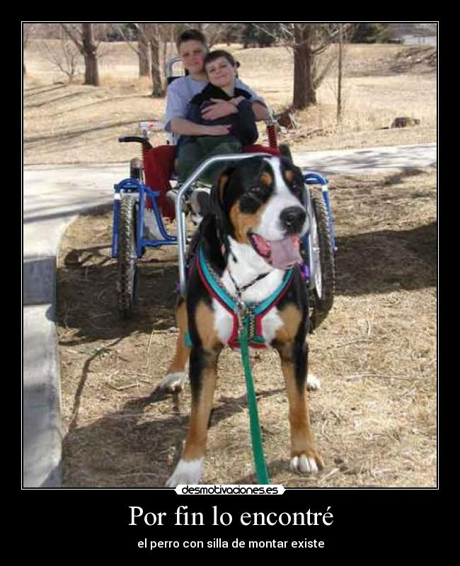 Por fin lo encontré - el perro con silla de montar existe