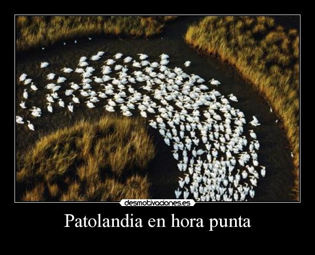 Patolandia en hora punta - 