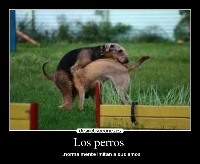 Los perros  - 