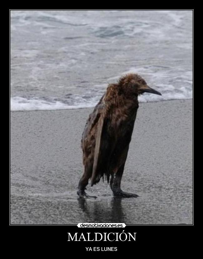 MALDICIÓN - 
