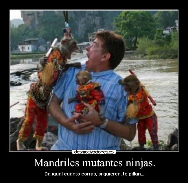 Mandriles mutantes ninjas. -