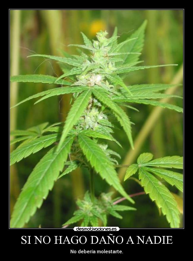 Imagenes De La Marihuana Imagenes De La Marihuana
