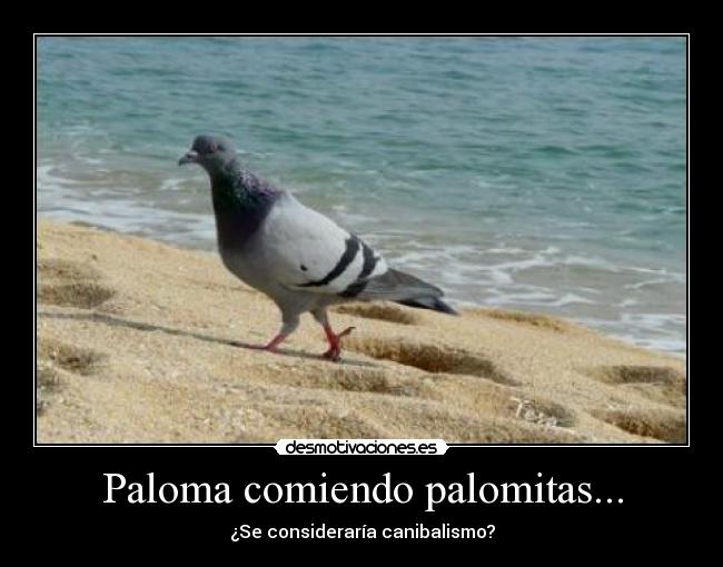 Paloma comiendo palomitas... - 