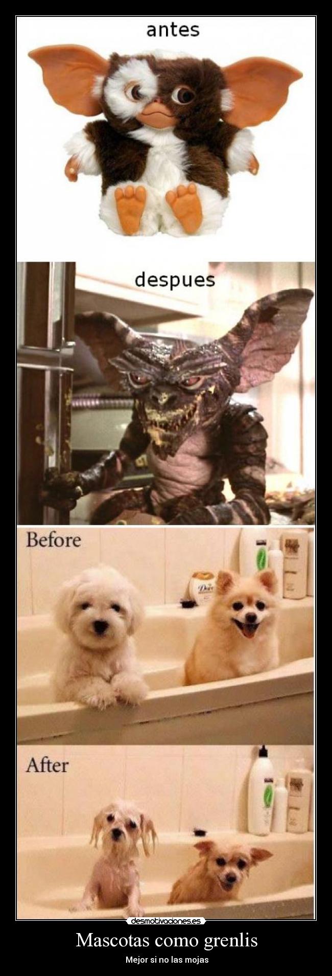 Mascotas como grenlis - Mejor si no las mojas