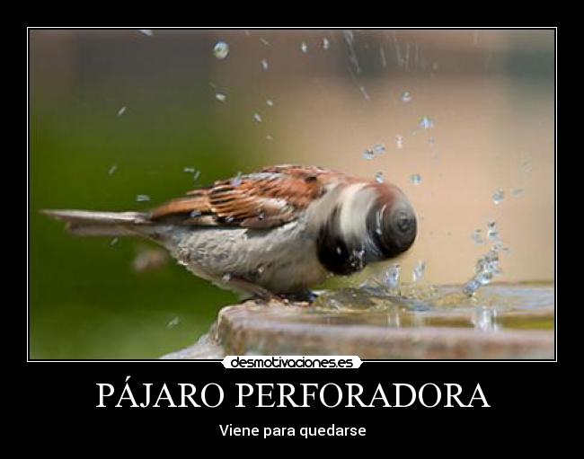 PÁJARO PERFORADORA - Viene para quedarse