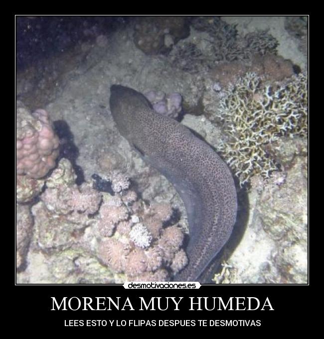 MORENA MUY HUMEDA - 