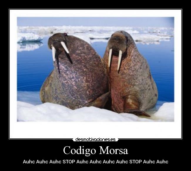 Codigo Morsa - 