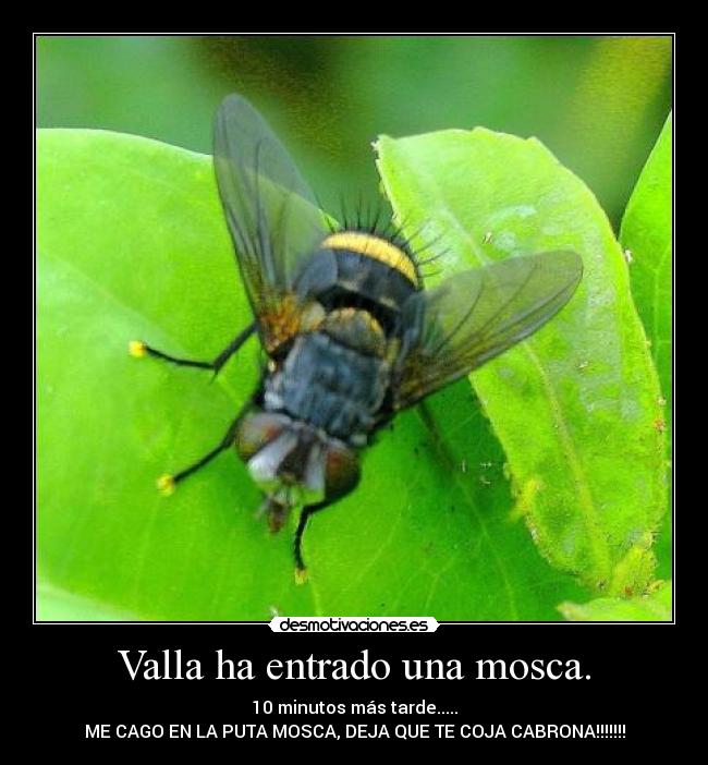 Valla ha entrado una mosca. - 10 minutos más tarde.....
ME CAGO EN LA PUTA MOSCA, DEJA QUE TE COJA CABRONA!!!!!!!
