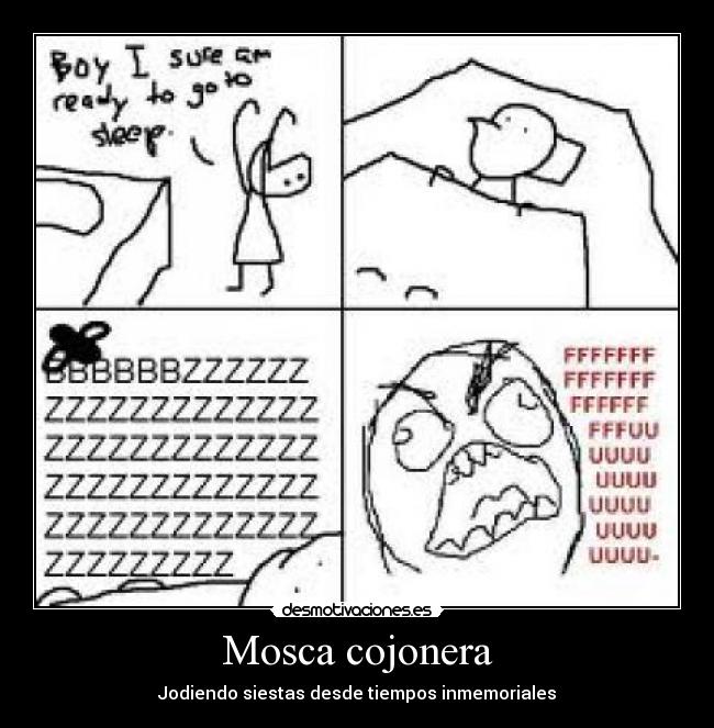 Mosca cojonera - Jodiendo siestas desde tiempos inmemoriales