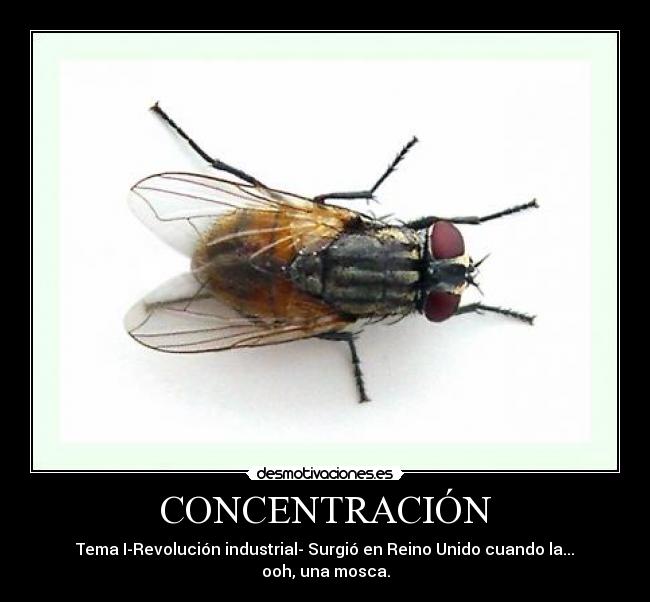CONCENTRACIÓN - Tema I-Revolución industrial- Surgió en Reino Unido cuando la... ooh, una mosca.