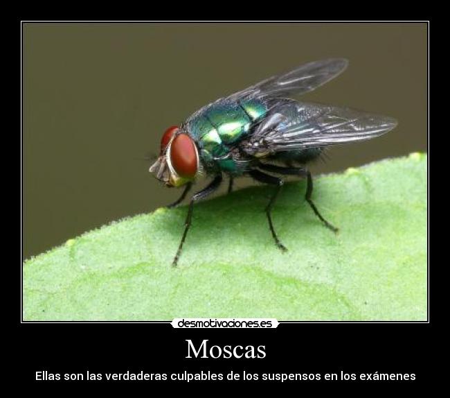 Moscas - 