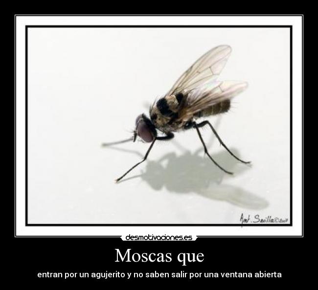 Moscas que -