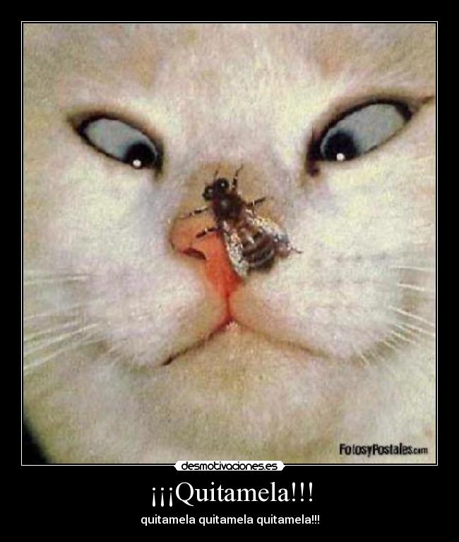 ¡¡¡Quitamela!!! - quitamela quitamela quitamela!!!