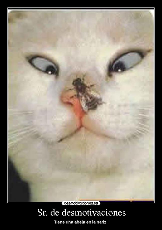 Sr. de desmotivaciones - 