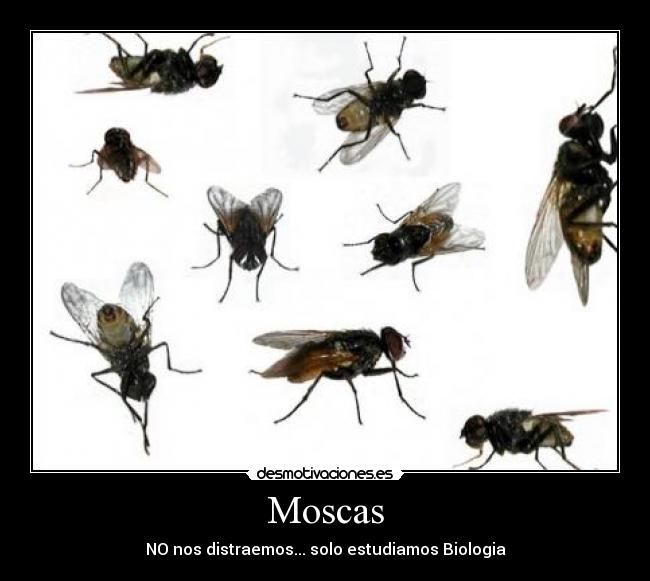 Moscas - 