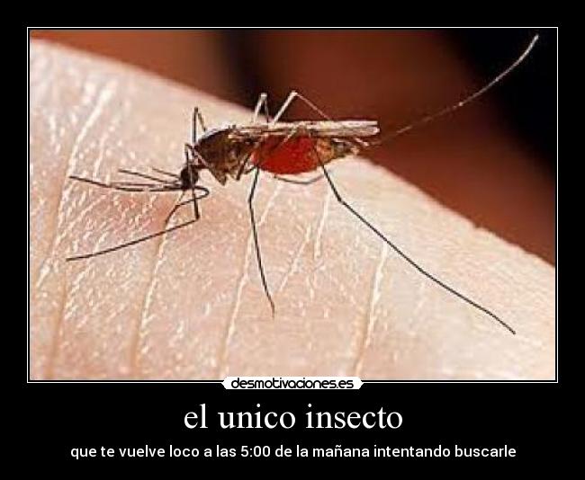 el unico insecto - que te vuelve loco a las 5:00 de la mañana intentando buscarle